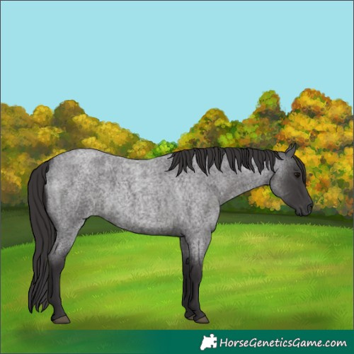 Horse Color:Smoky Blue Roan