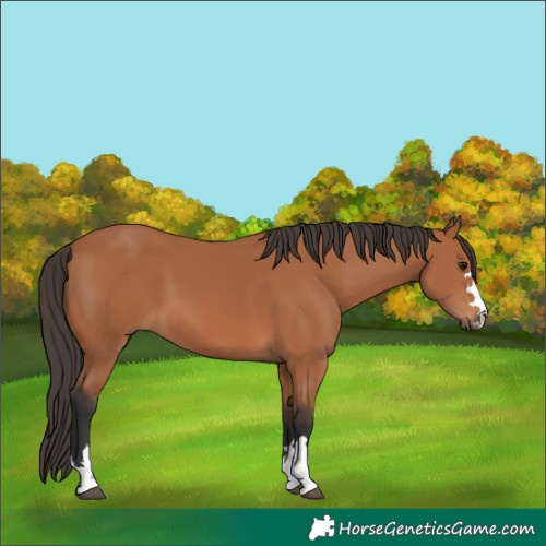 Horse Color:Bay 