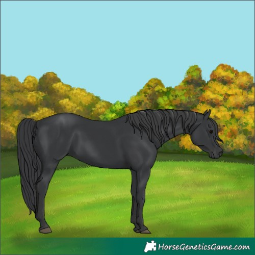 Horse Color:Black 