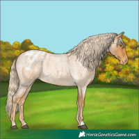 Horse Color:Palomino Roan Appaloosa