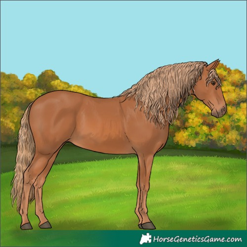 Horse Color:Chestnut 