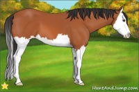 Horse Color:Bay Splash