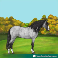 Horse Color:Smoky Blue Roan 