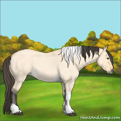 Horse Color:Unknown 
