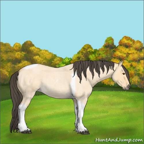 Horse Color:Unknown 