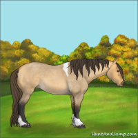 Horse Color:Unknown 
