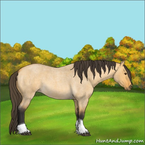 Horse Color:Unknown 