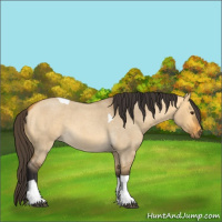 Horse Color:Unknown 