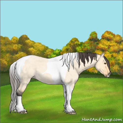 Horse Color:Unknown 