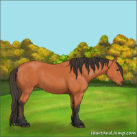 Horse Color:Unknown 