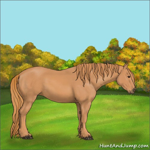 Horse Color:Unknown 