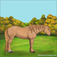 Horse Color:Unknown 