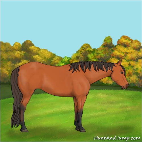 Horse Color:Bay 