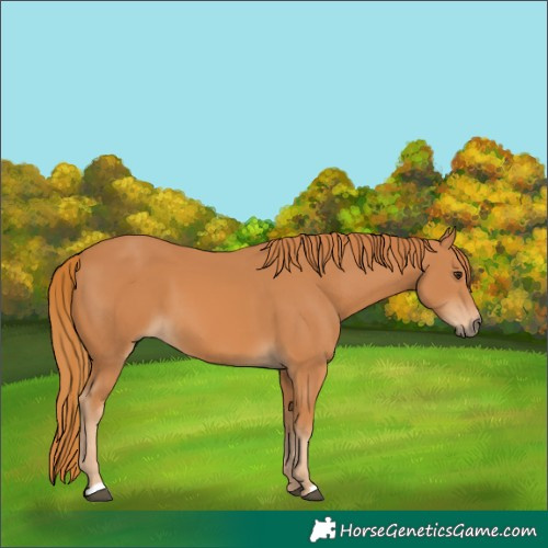 Horse Color:Chestnut 