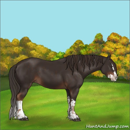 Horse Color:Liver Chestnut and Liver Chestnut Splash