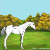 Horse Color:Black Ice Sabino 
