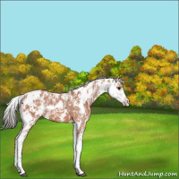Horse Color:Bay Ice Sabino 