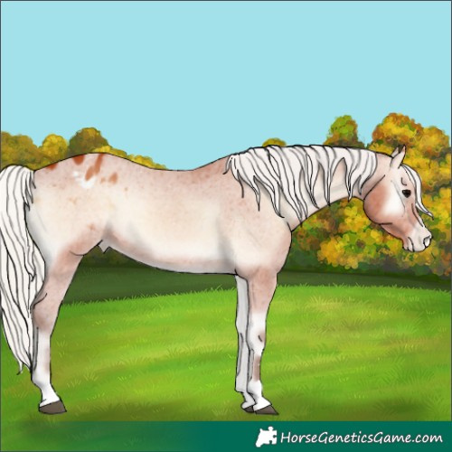 Horse Color:Silver Bay Onyx Appaloosa 