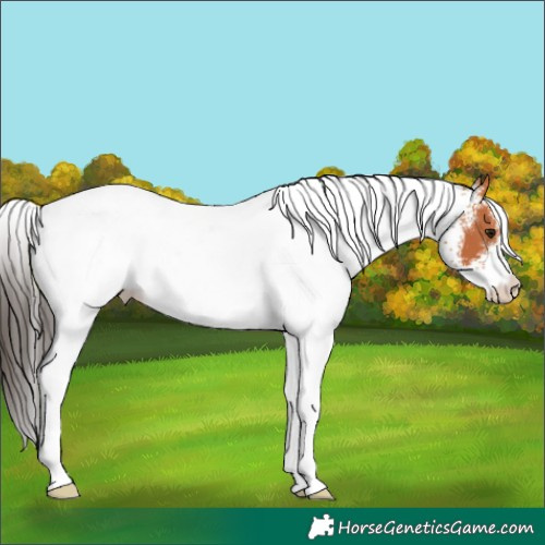 Horse Color:White Spotted Bay 