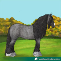 Horse Color:Smoky Blue Roan 