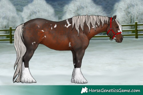 Horse Color:White Spotted Silver Brown