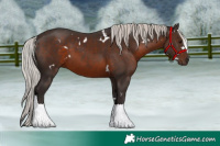 Horse Color:White Spotted Silver Brown 