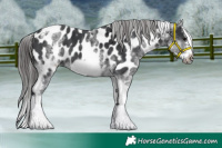 Horse Color:White Spotted Black Splash Tobiano Frame Appaloosa