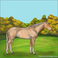 Horse Color:Palomino Roan 