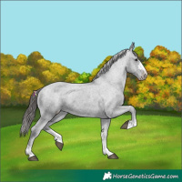 Horse Color:Black Varnish Rabicano 