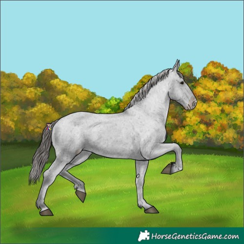 Horse Color:Black Appaloosa Rabicano 
