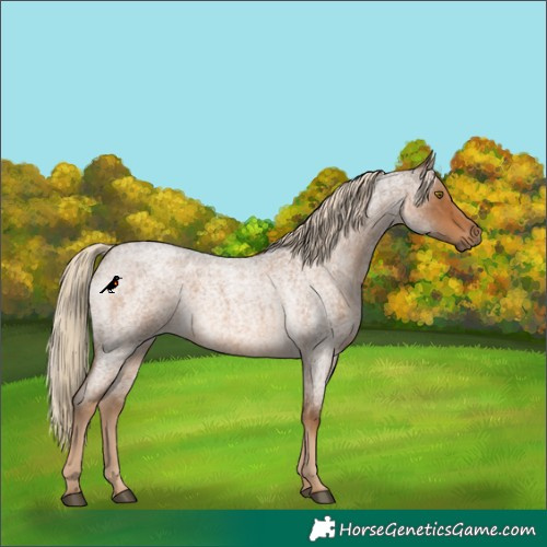 Horse Color:Chocolate Palomino Roan 