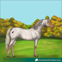 Horse Color:Chocolate Palomino Roan 