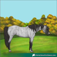 Horse Color:Smoky Blue Roan 