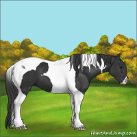 Horse Color:Black Tobiano 