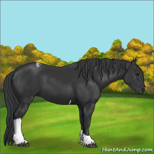 Horse Color:Black Tobiano 