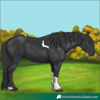 Horse Color:Black Tobiano 
