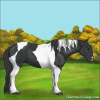Horse Color:Black Tobiano 