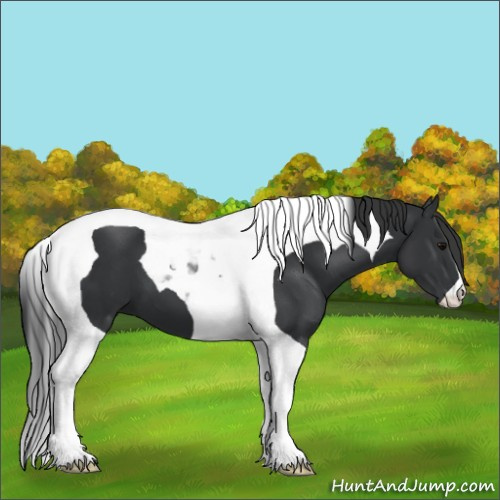 Horse Color:Black Tobiano 