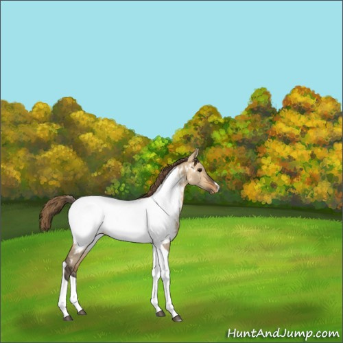 Horse Color:Buckskin Dun Tobiano Near Fewspot