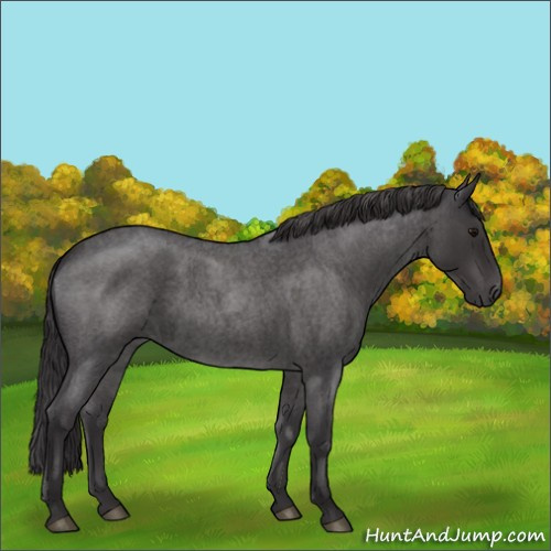 Horse Color:Smoky Blue Roan