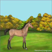 Horse Color:Bay Dun 