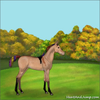 Horse Color:Void Painted Chocolate Bay Dun Tobiano Appaloosa 