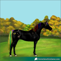 Horse Color:Void Painted Silver Bay Dun Splash Tobiano Appaloosa 