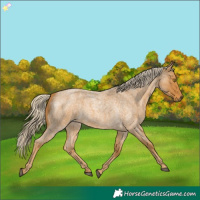 Horse Color:Palomino Roan 