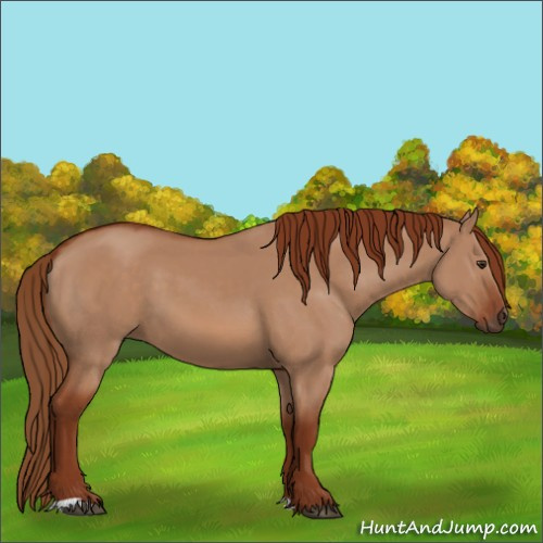 Horse Color:Red Dun 