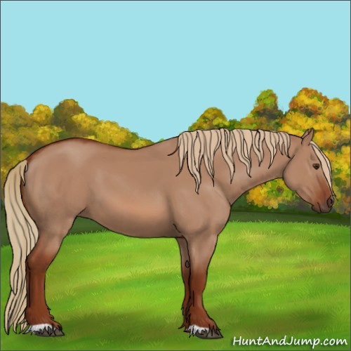 Horse Color:Red Dun 