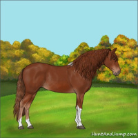 Horse Color:Chestnut Tobiano Rabicano