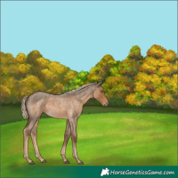 Horse Color:Chocolate Palomino Roan 