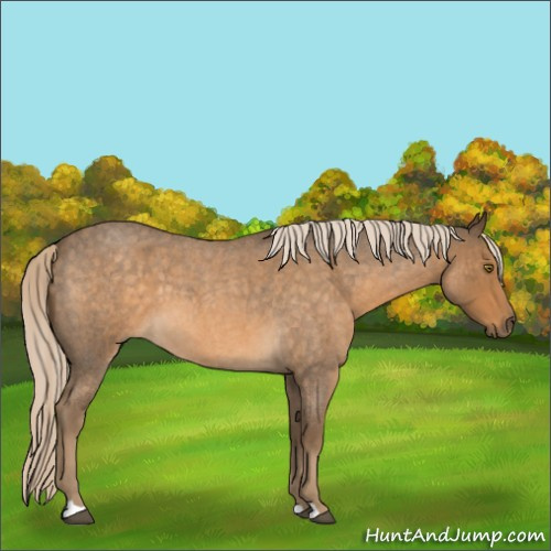 Horse Color:Chocolate Palomino Roan