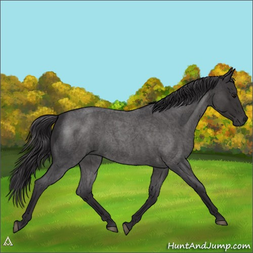 Horse Color:Smoky Blue Roan 